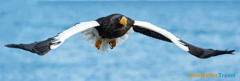 Steller's Sea Eagle wingspan