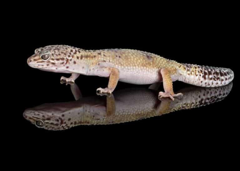 18 Facts About African Fat-Tailed Geckos (Hemitheconyx caudicinctus)