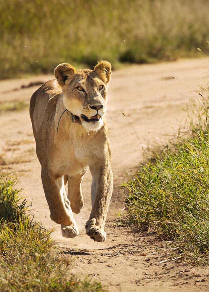 african lion running
