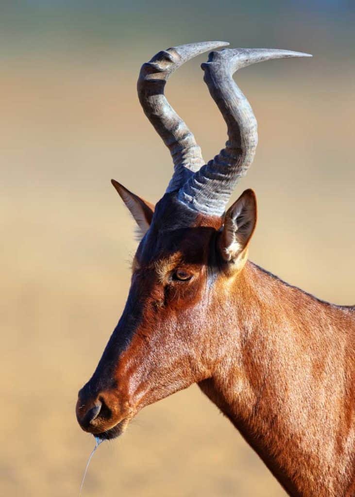 animal horns