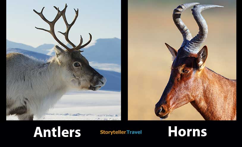 antlers vs horns