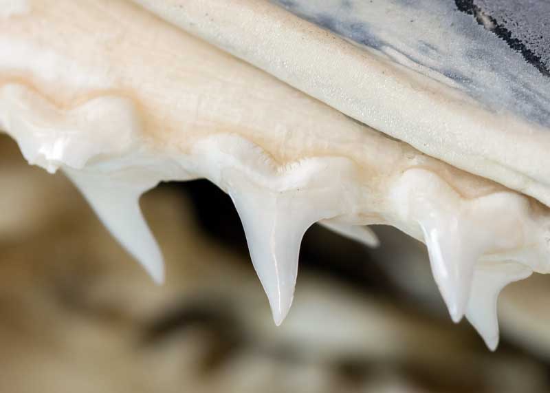 are shark teeth bones