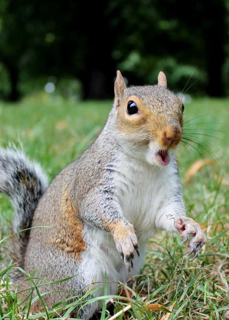 are squirrels omnivores