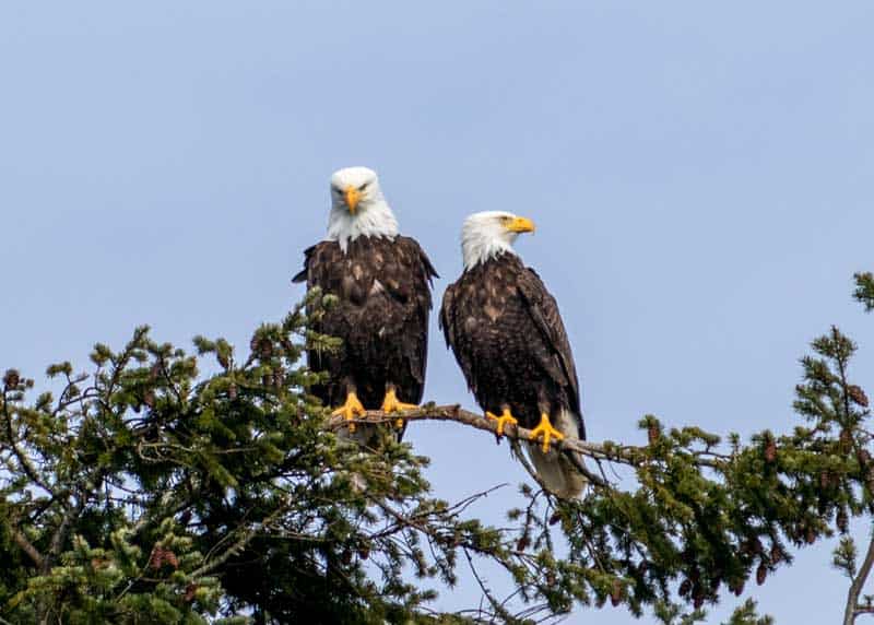 bald eagle pair