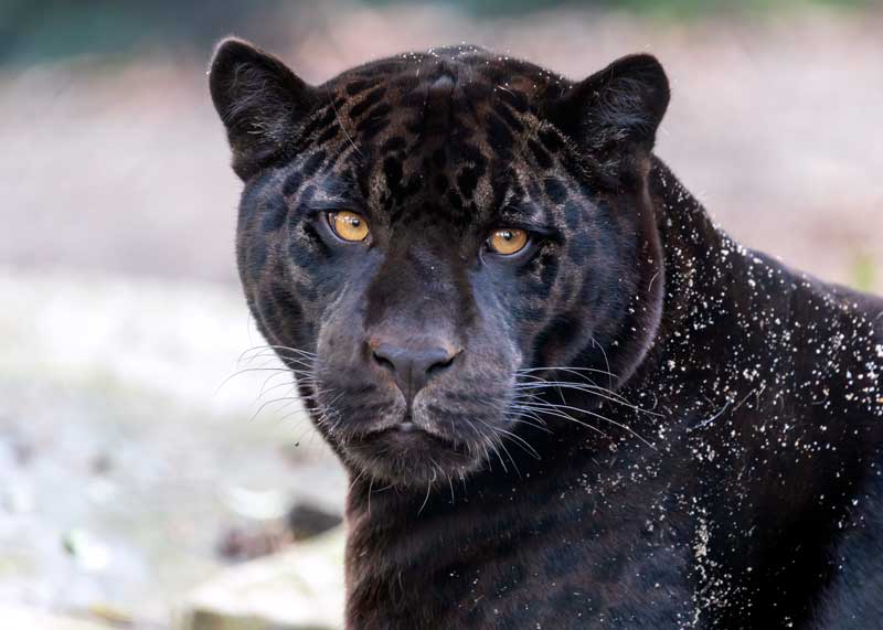 black jaguar panther