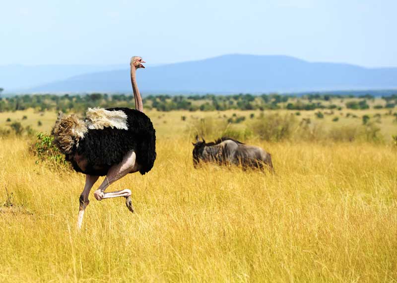 can an ostrich kill a lion