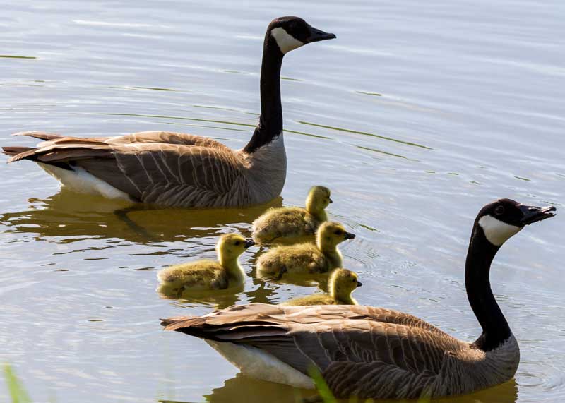 canadian geese mated for life
