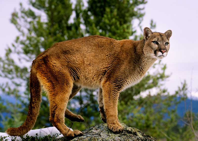 cougar fast land animal