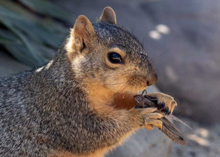 do squirrels eat insects