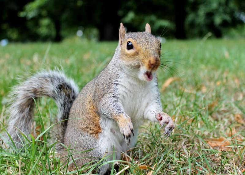 Do Squirrels Eat Meat? Omnivore, Carnivore, Predator | Storyteller Travel
