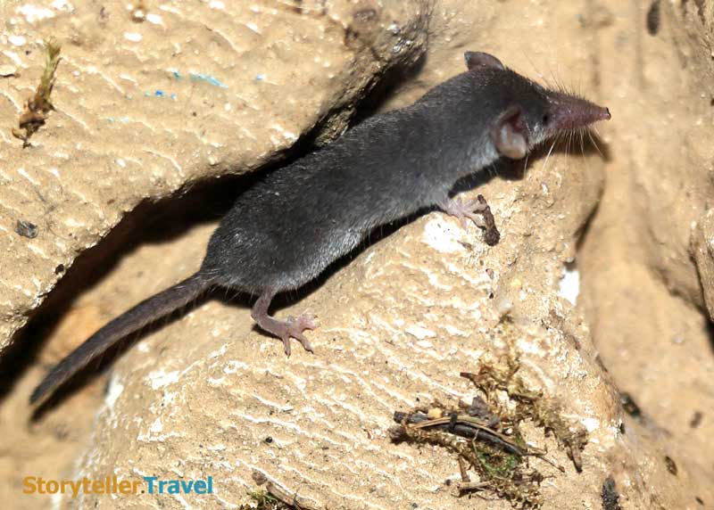 14 Etruscan Shrew Facts: World's Smallest Mammal (Non-Flying) | Storyteller  Travel