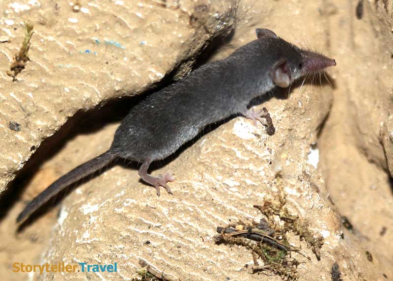 14 Etruscan Shrew Facts: World's Smallest Mammal (Non-Flying