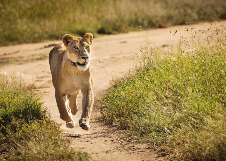 13 Fastest Animals in Africa: Speeds, Facts, Photos