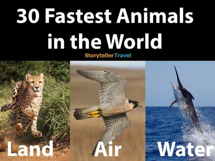 fastest animals in the world
