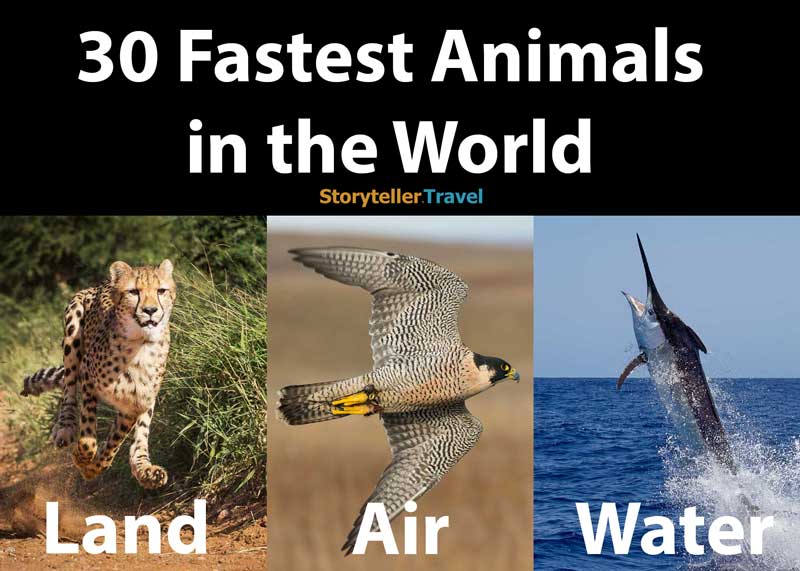 30 Fastest Animals in the World: Land, Air, Water | Storyteller Travel