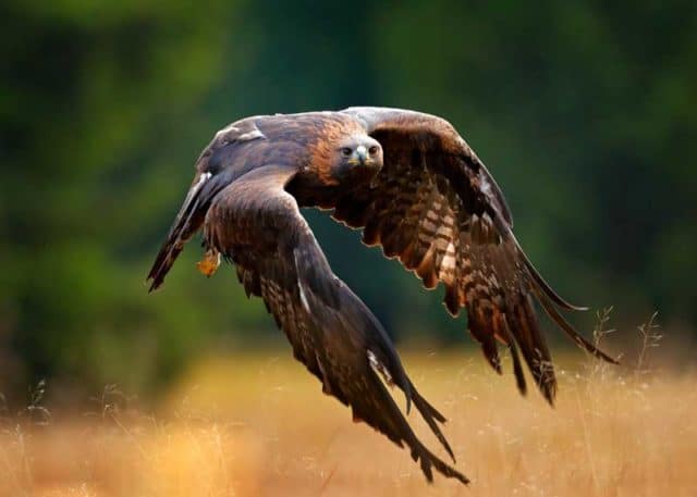 9 Largest Eagles in the World: Biggest by Weight, Length, Wingspan ...