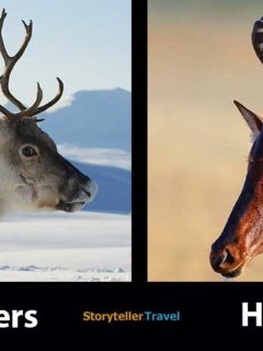 horns versus antlers