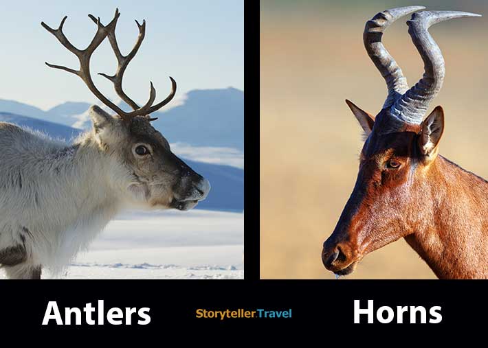 Antlers vs Horns: 6 Differences (Made of, Purpose, Gender) | Storyteller  Travel