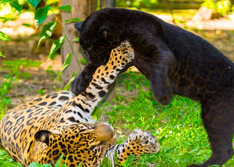is a jaguar a panther
