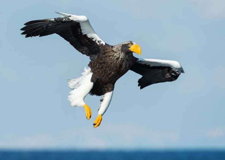 eagle wingspan