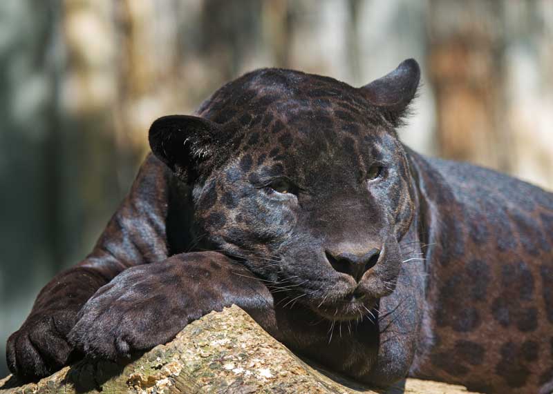 leopard black panther