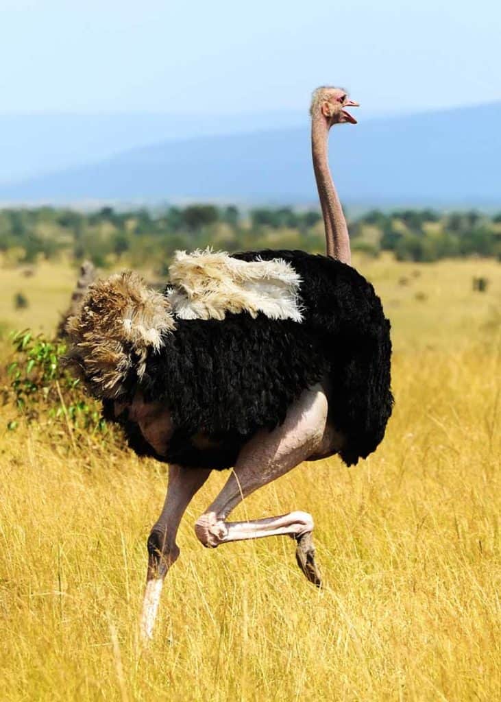 Ostrich Running From Lion