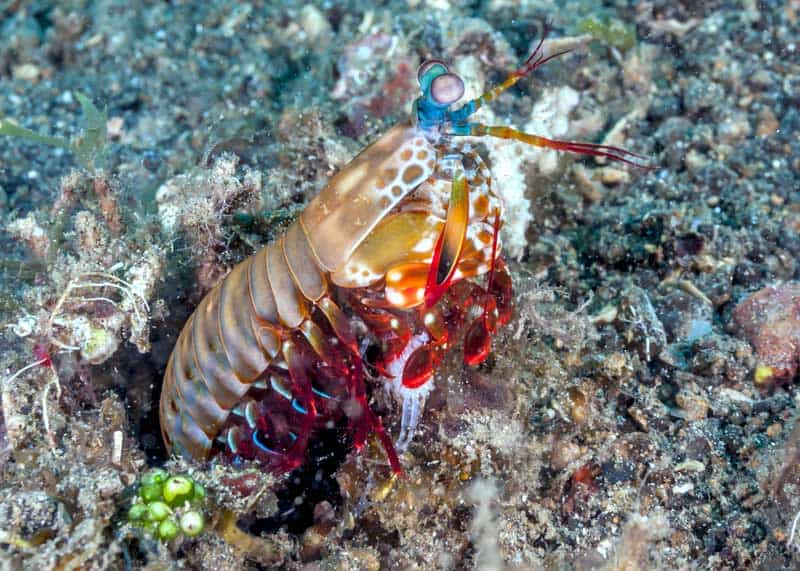mantis shrimp monogamous
