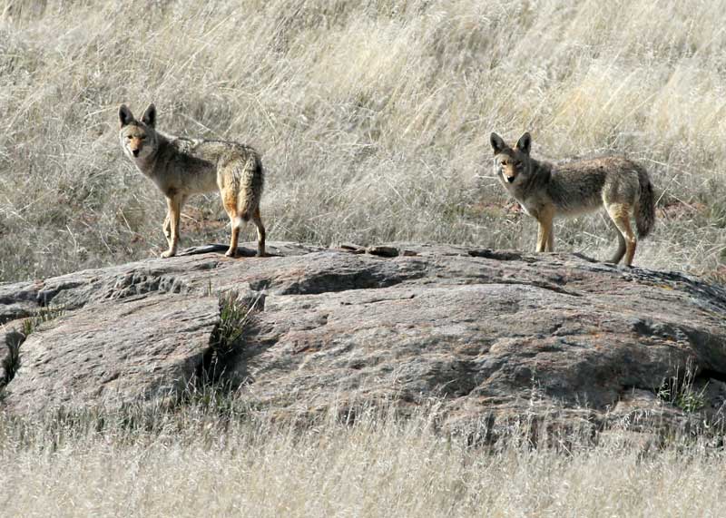 pair of coyotes