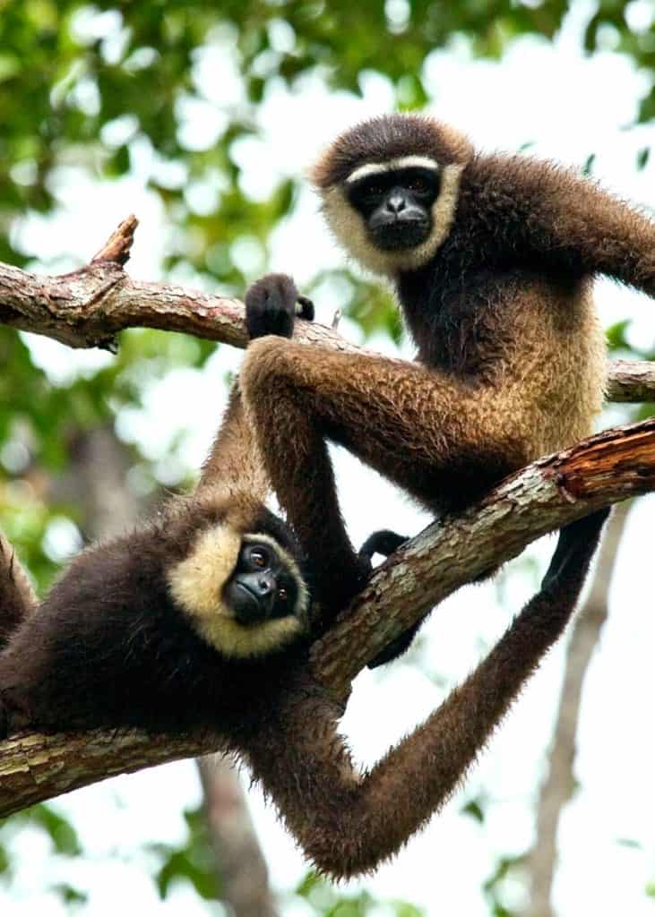 pair of gibbons