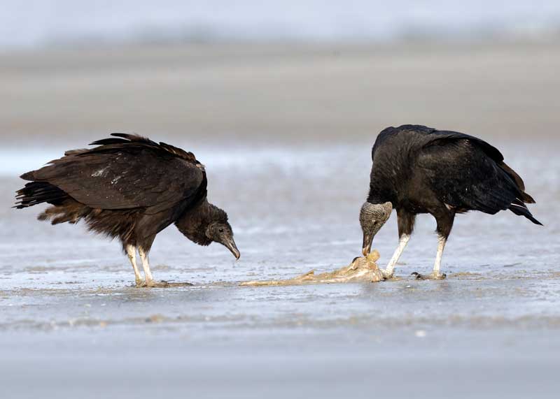 pair of mated black vultures