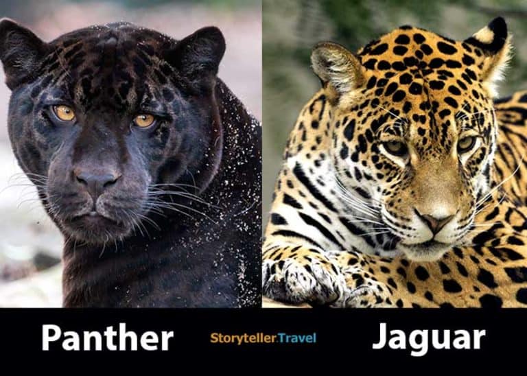Panther vs Jaguar: 7 Differences / 8 Misconceptions Clarified