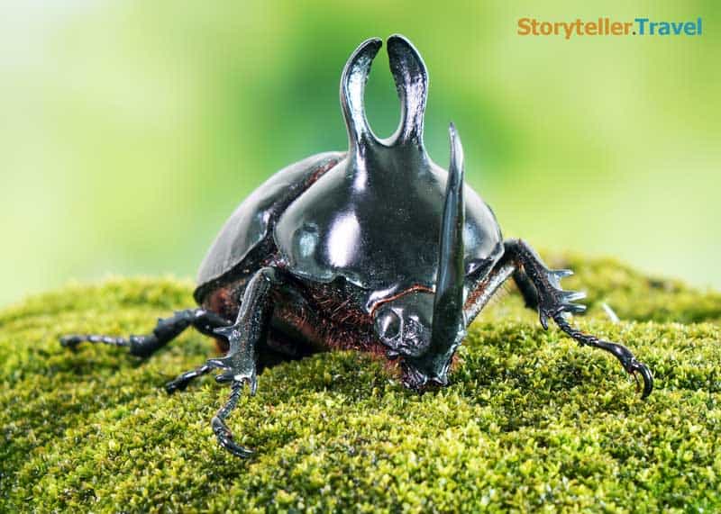 rabbit beetle Eupatorus birmanicus