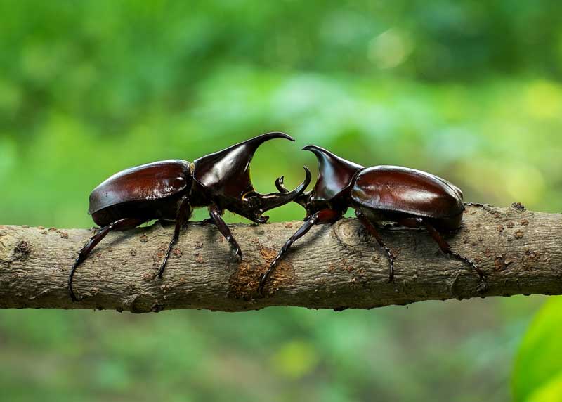 Japanese Rhinoceros Beetle Larvae