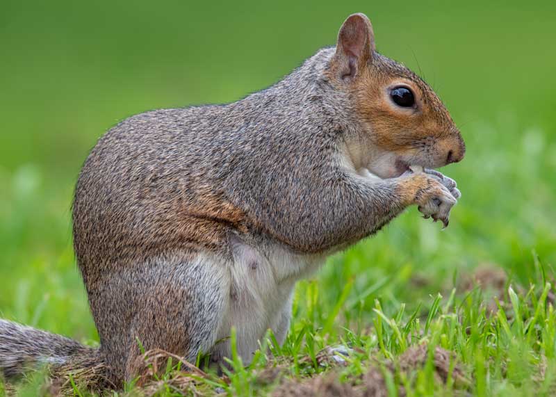 squirrels eat meat