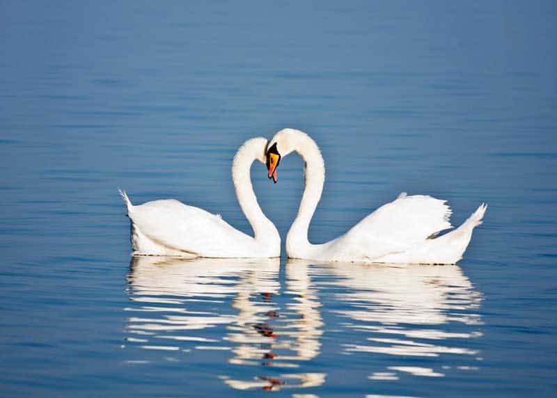 swans mating for life