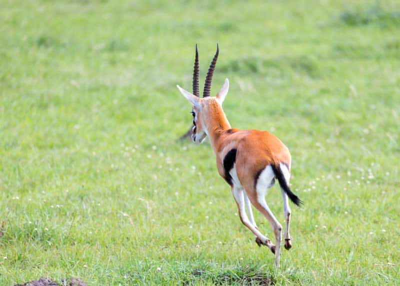 thomsons gazelle running