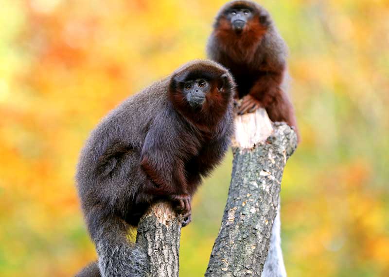 titi monkey pair