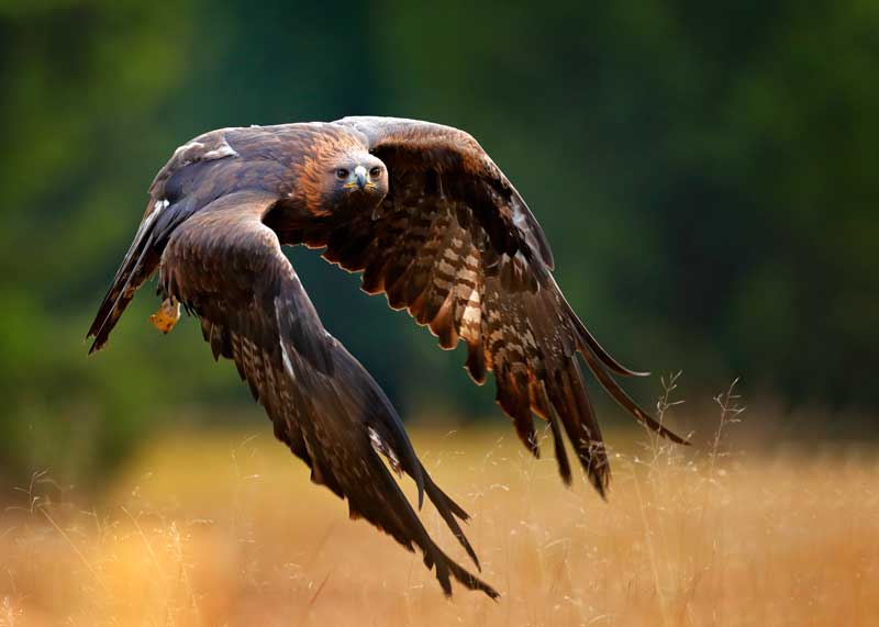 types of eagles