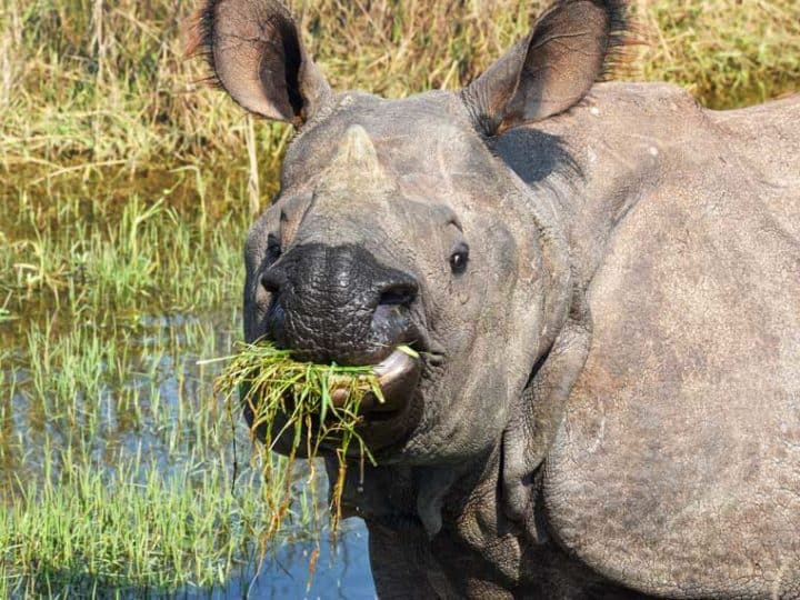 what do rhinos eat