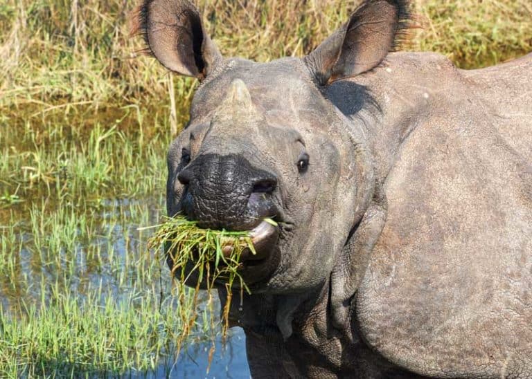 What Do Rhinos Eat? 5 Species Guide to Feeding Habits / Diets
