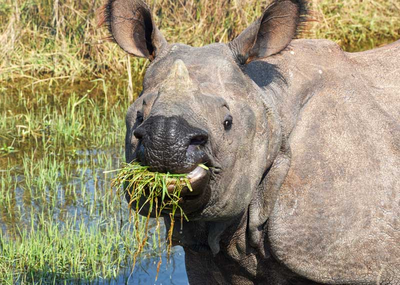 What Do Rhinos Eat? 5 Species Guide to Feeding Habits / Diets • Storyteller Travel