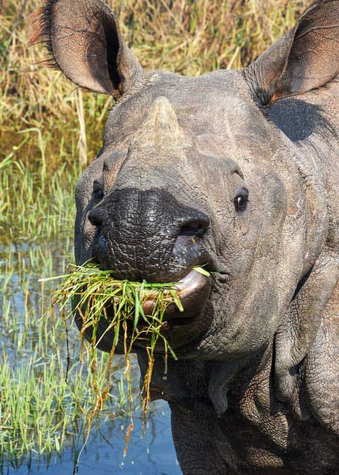 what does a rhinoceros eat