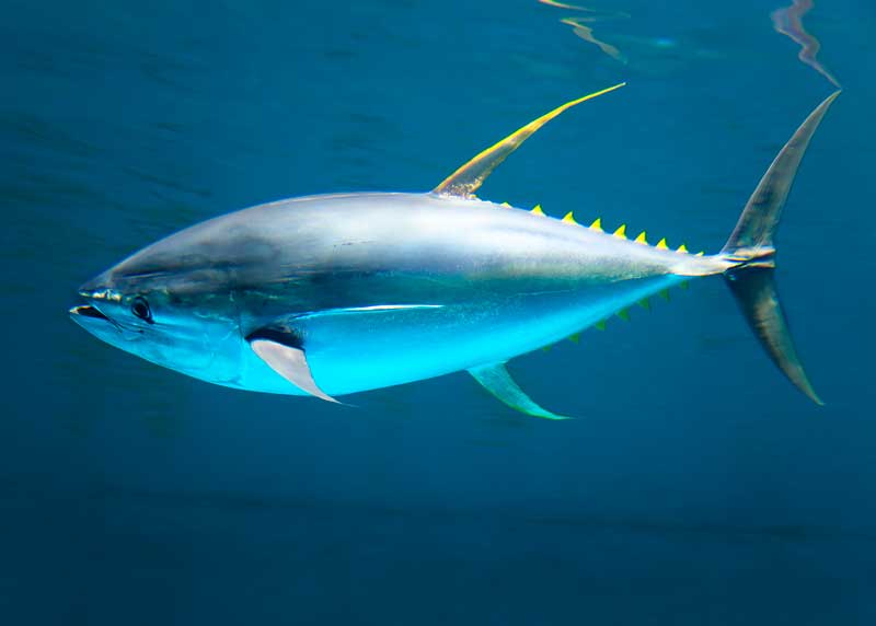yellowfin tuna swimming speed