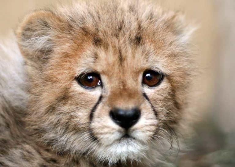 14 Cute Baby Cheetah Facts: Diet, Cub Sounds, Photos