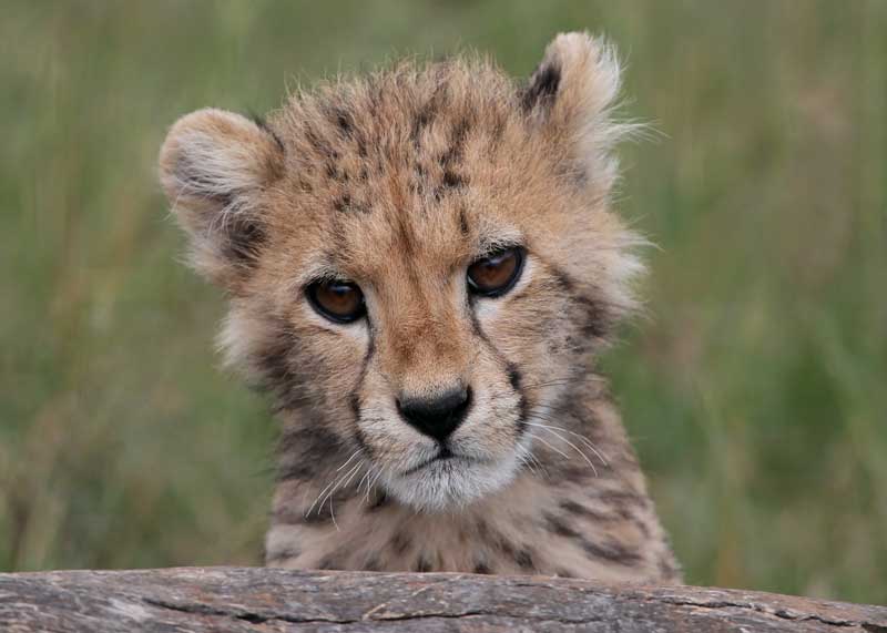 baby cheetah cub