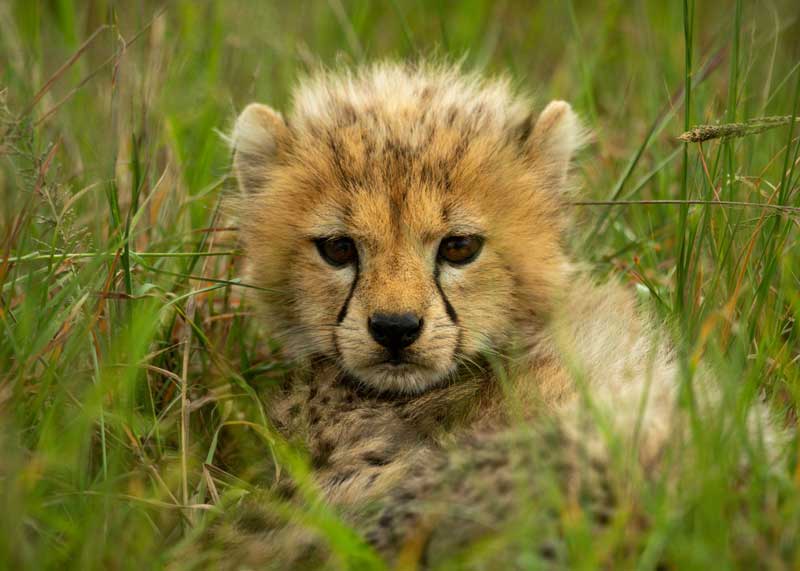 baby cheetah facts