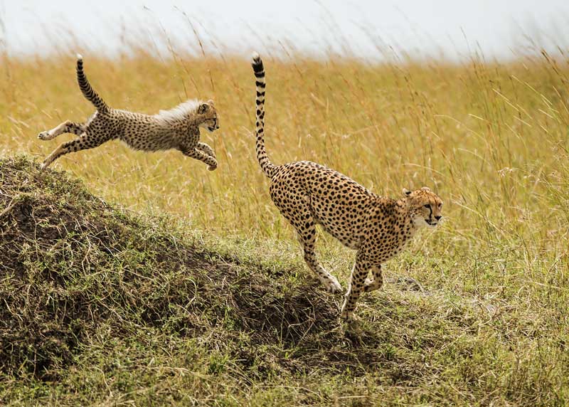 baby cheetah running