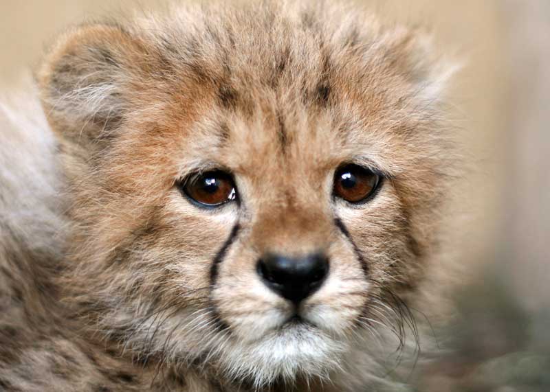 Really Cute Baby Cheetahs