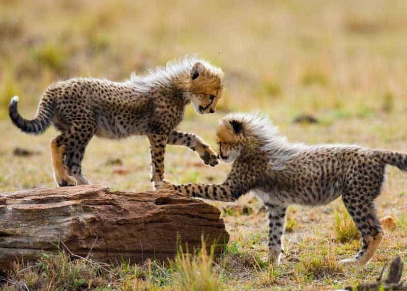 baby cheetahs playing