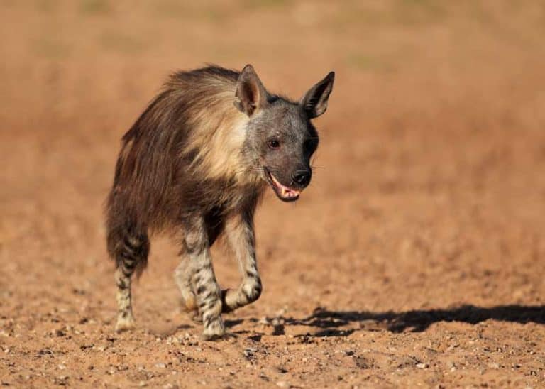 22 Brown Hyena Facts: Habitat, Diet, Strandwolf Size